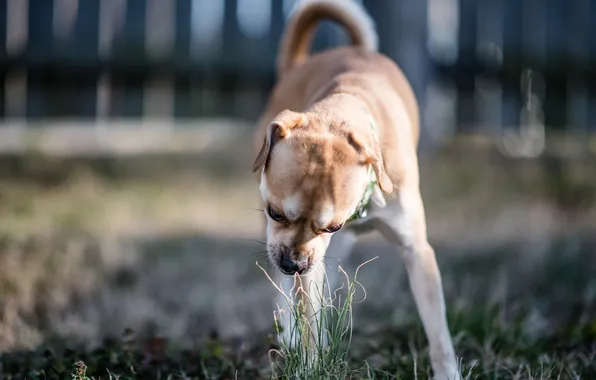 Grass, dog, yard