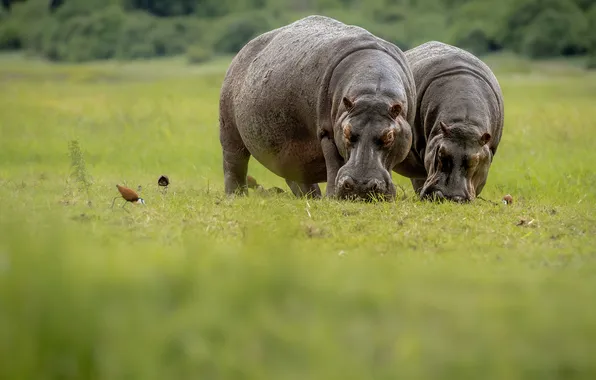 Field, glade, pair, Hippo, hippos, Two behemoths