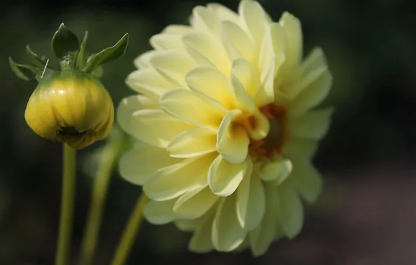 Picture flowers, yellow, dahlias
