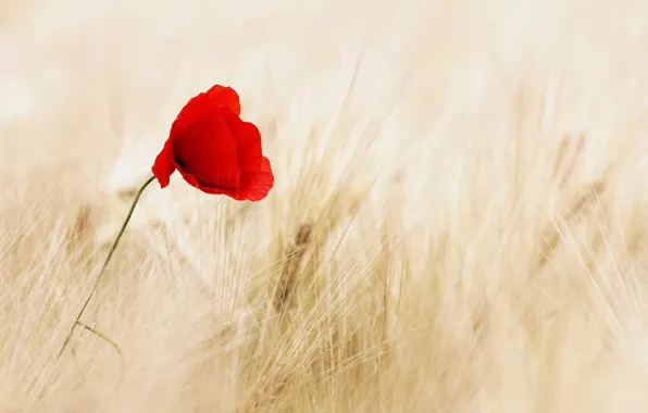 Wheat, field, flowers, red, background, widescreen, Wallpaper, Mac