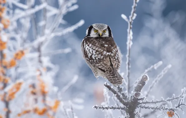 Branches, owl, bird, bokeh, Hawk owl