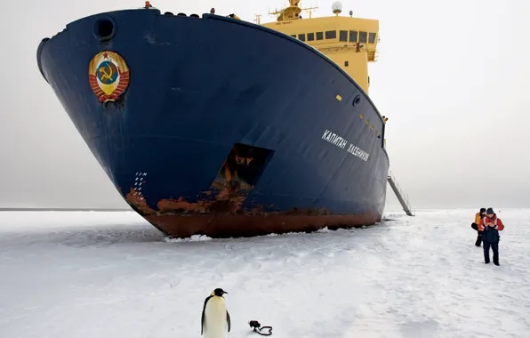 Picture ice, penguin, icebreaker