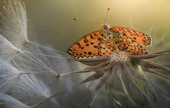 Flower, look, macro, light, dandelion, butterfly, orange, insect