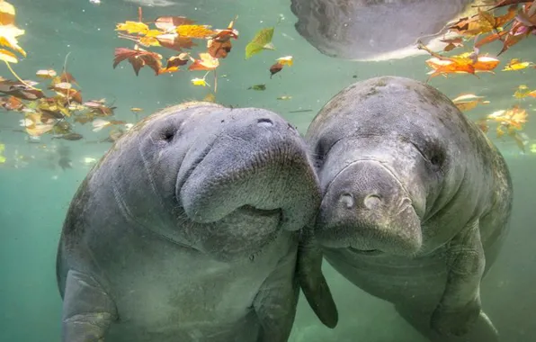 Picture love, animals, wildlife, herbivorous, Manatees