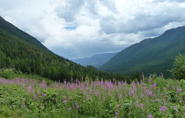 British Columbia, Flowers, Mountain, Kimberly, B.C.