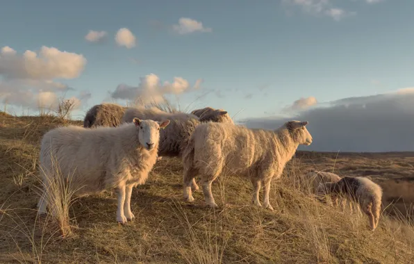 Field, the sky, grass, clouds, light, sheep, slope, pasture