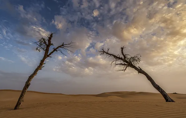 The sky, clouds, trees, the dunes, desert, dunes, Sands
