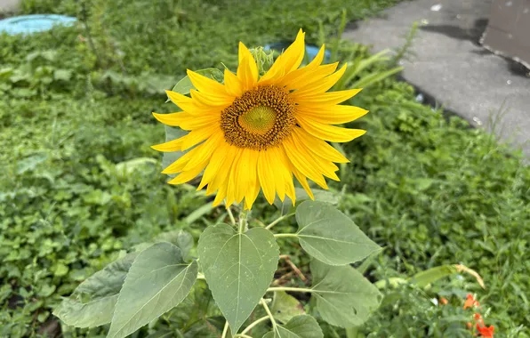 Greens, grass, sunflower