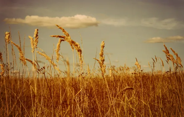Picture field, summer, clouds, cereals