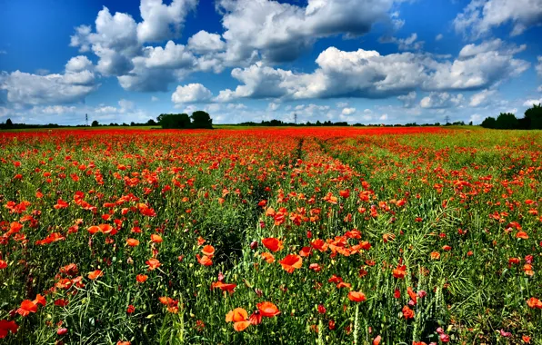 Picture field, the sky, the sun, clouds, Maki