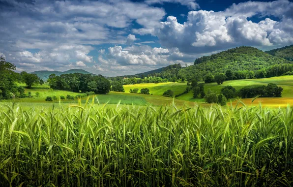 Wallpaper field, greens, mountains, cereals