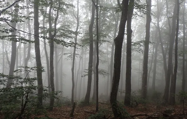 Forest, trees, nature, fog, Romania, Romania, Raluca Pauta, Boga Rocks