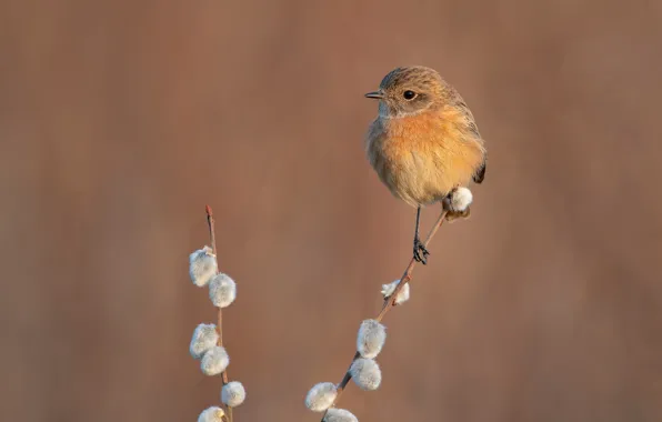 Picture bird, Verba, baby