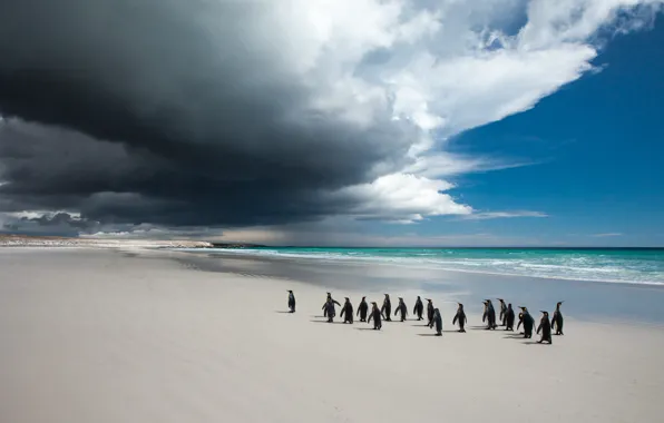 Sea, beach, the sky, clouds, birds, clouds, shore, pack