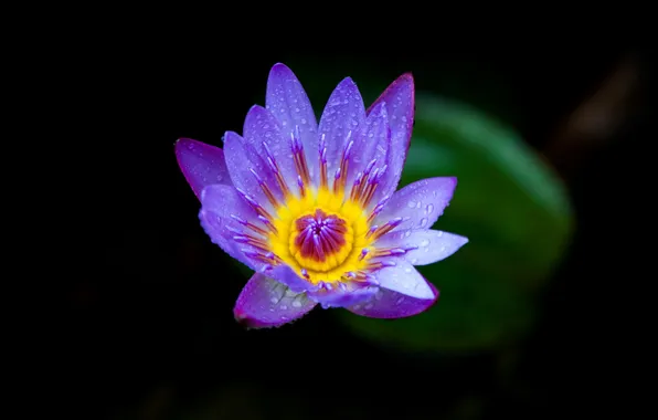 Vietnam, Vietnam, Water Lily, Water Lily, Purple Petal, Purple Petal, Closeup Plant, Plant close-up