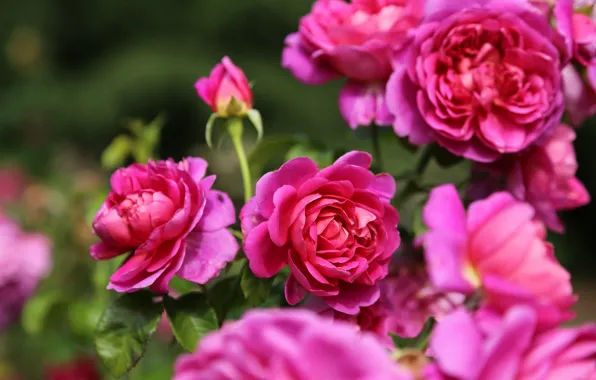 Macro, roses, rose Bush