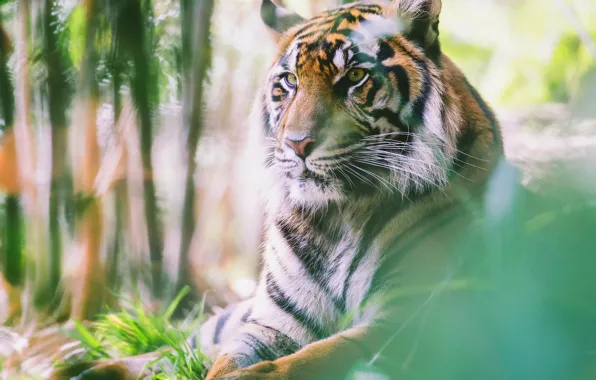 Look, face, nature, tiger, portrait, blur, lies, bokeh