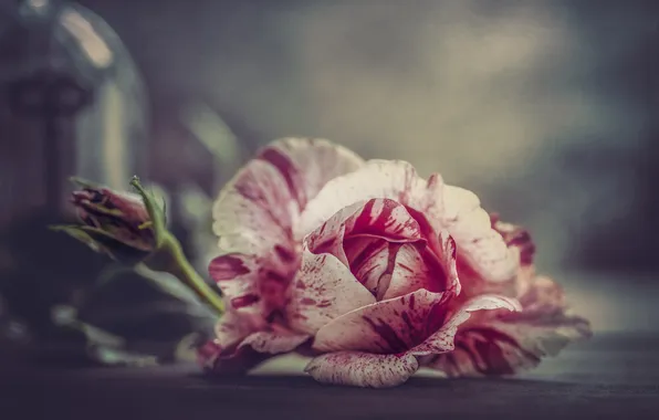 Flower, macro, pink, rose, petals, Bud, lies, still life