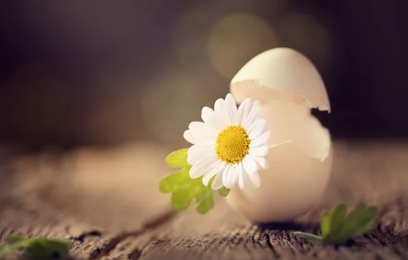 Flower, background, shell