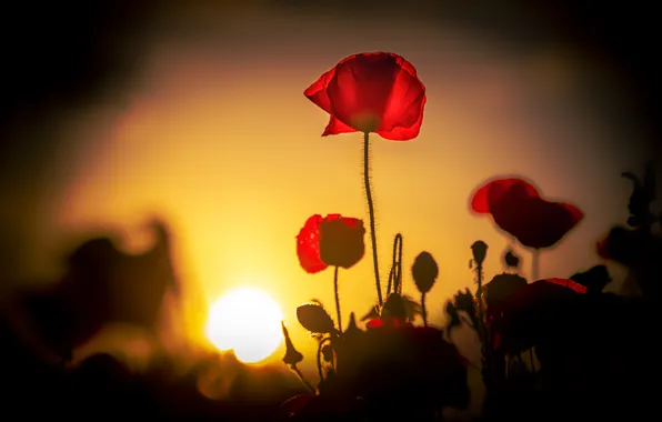 Sunset, flowers, Mac, Maki, red, bokeh