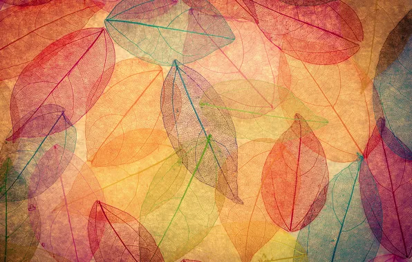 Picture leaves, background, colorful, abstract, autumn, leaves, autumn, transparent