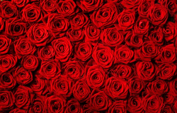 Picture flowers, roses, red roses