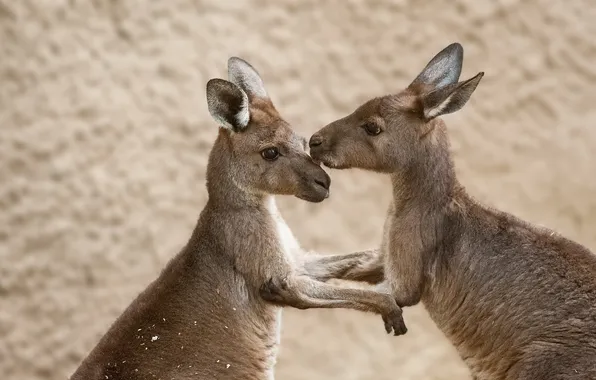 Nature, background, kangaroo