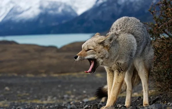 Wolf, coyote, koyot