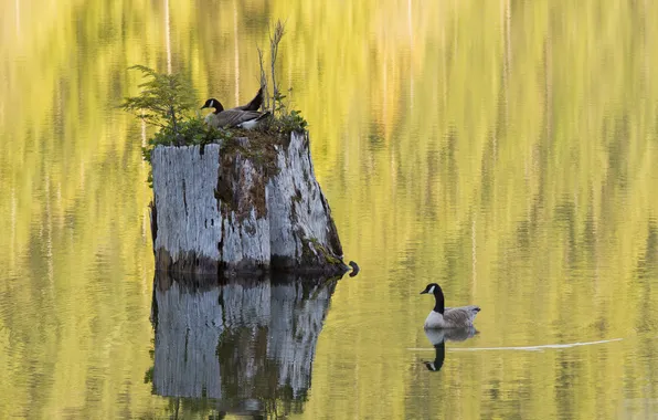 Water, lake, reflection, stump, duck
