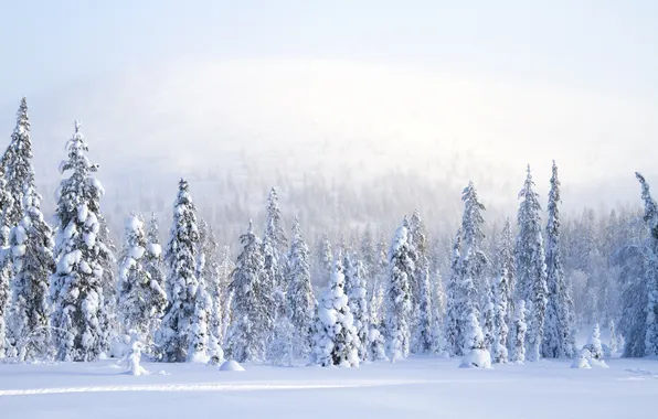 Winter, snow, nature, fog, photo, spruce