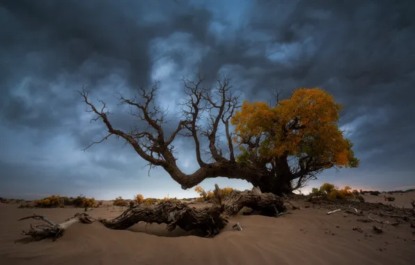 Autumn, clouds, tree, gloomy sky
