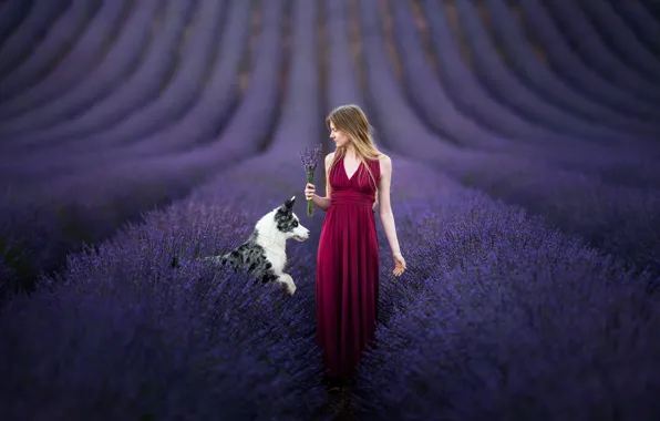 Girl, flowers, dog, lavender, the border collie, lavender field