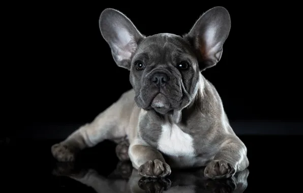 Dog, French bulldog, puppy francescopaolo, щенокголубогофранцузскогобульдога