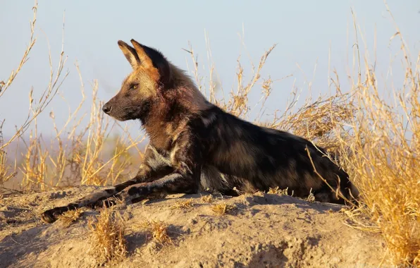 Picture stay, predator, lies, profile, Africa, the African wild dog, African wild dog