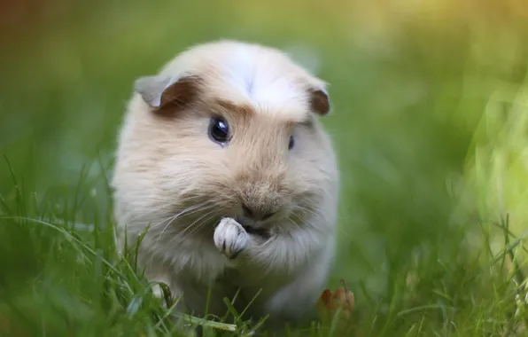 Picture greens, grass, macro, Guinea pig, rodent