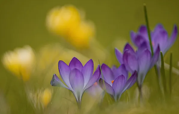 Picture macro, blur, Crocuses, Saffron