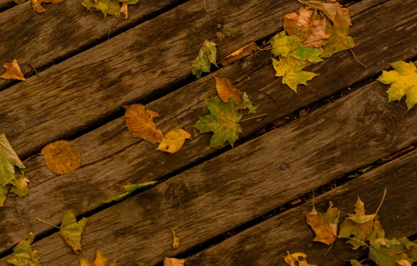 Autumn, leaves, tree, track, maple