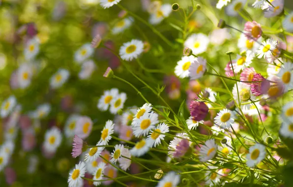 Field, stems, petals, view, bokeh, Daisy