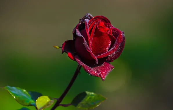 Picture drops, red, roses
