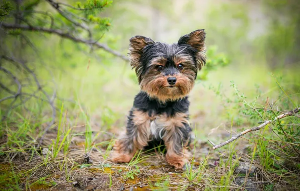 Picture grass, branches, nature, dog, puppy, needles, dog, green background