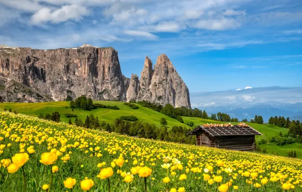 Flowers, mountains, meadow, the barn, Italy, Italy, buttercups, The Dolomites