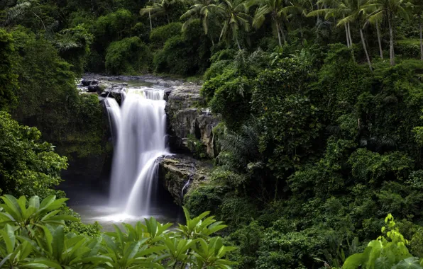 Trees, nature, palm trees, waterfall, Indonesia, Tegenungan Waterfall, the island of Bali
