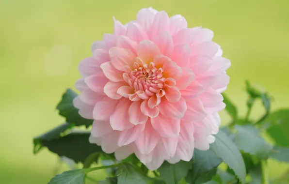 Picture macro, flowers, pink, green background, dahlias, Terry