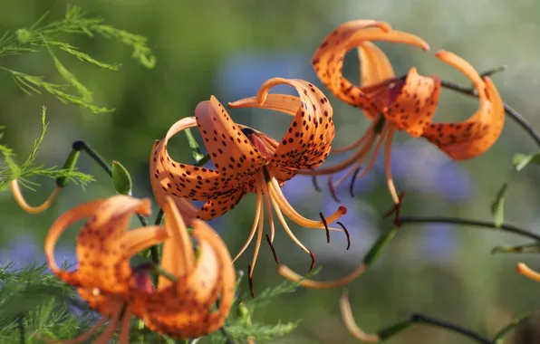 Flowers, Lily, garden, orange, trio, motley