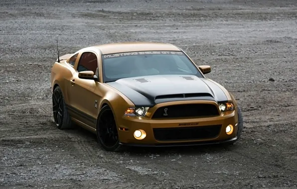 Picture Shelby, Ford Mustang, cars, auto, GT640, Golden Snake