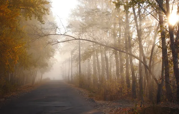 Road, autumn, trees, fog