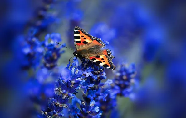 Macro, flowers, butterfly, wings, moth, inflorescence, urticaria