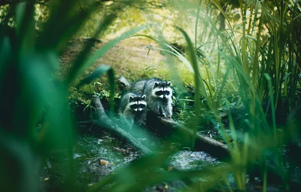 Greens, grass, nature, pond, thickets, shore, raccoon, a couple