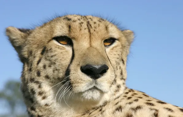 Eyes, Head, Cheetah