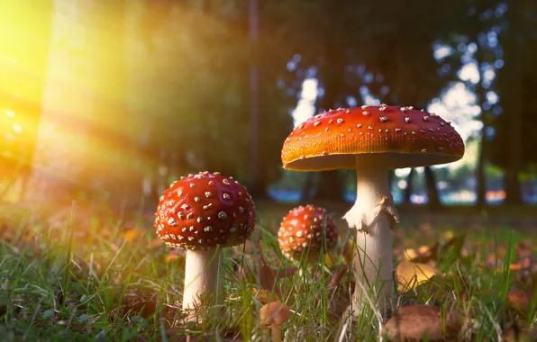 Picture light, glade, mushrooms, mushroom